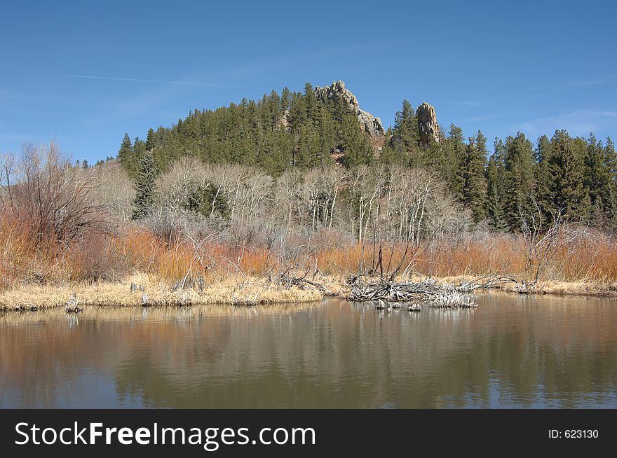 Beaver Dam In The Spring