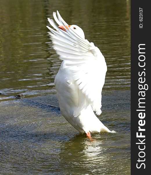 Geese flapping its wings-focus on head