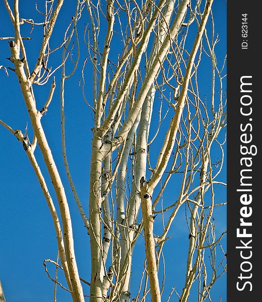 Bare branches against a blue fair sky