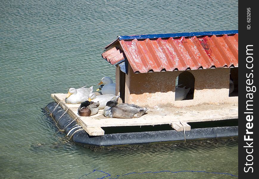 Ducks sunbathing on their little floating house in the sea. Ducks sunbathing on their little floating house in the sea