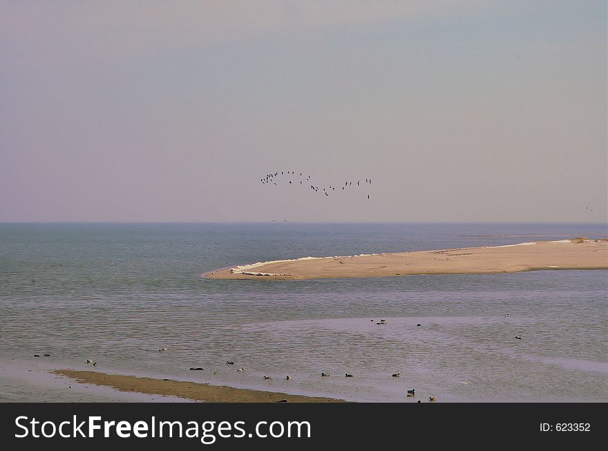 Birds in the distance over tideland. Birds in the distance over tideland