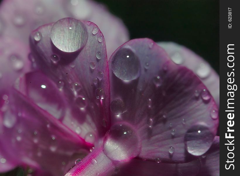 Macro version of water drops on bottom of sweet rocket, variation in series of shots a second interpetation; done in backyard garden shot in select focus. Macro version of water drops on bottom of sweet rocket, variation in series of shots a second interpetation; done in backyard garden shot in select focus