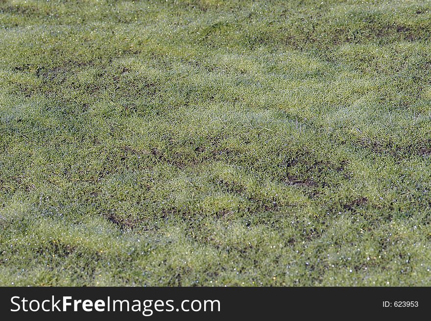 Fresh Dew On Grass