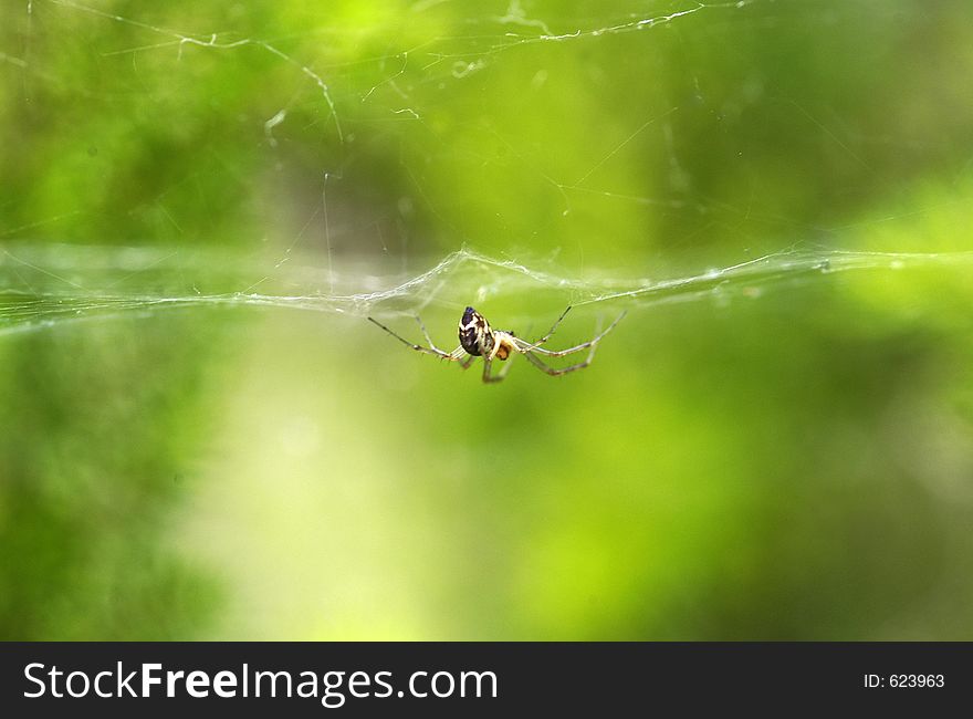 A small spider hangs from a horizontal web against a blurred background of vegetation. A small spider hangs from a horizontal web against a blurred background of vegetation