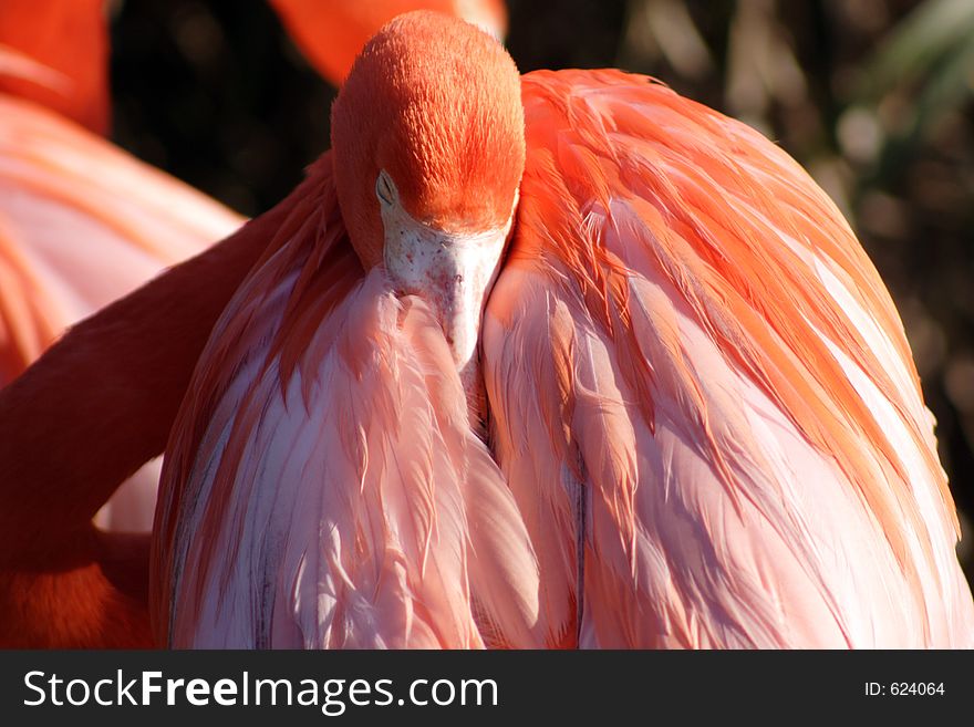 Pink flamingo, florida. Pink flamingo, florida
