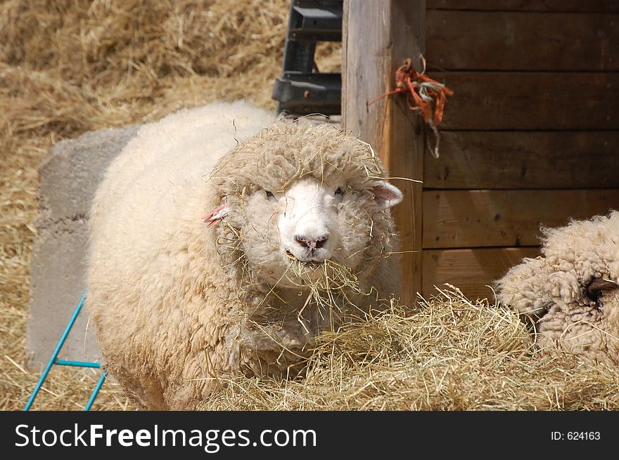 Sheep eating hay