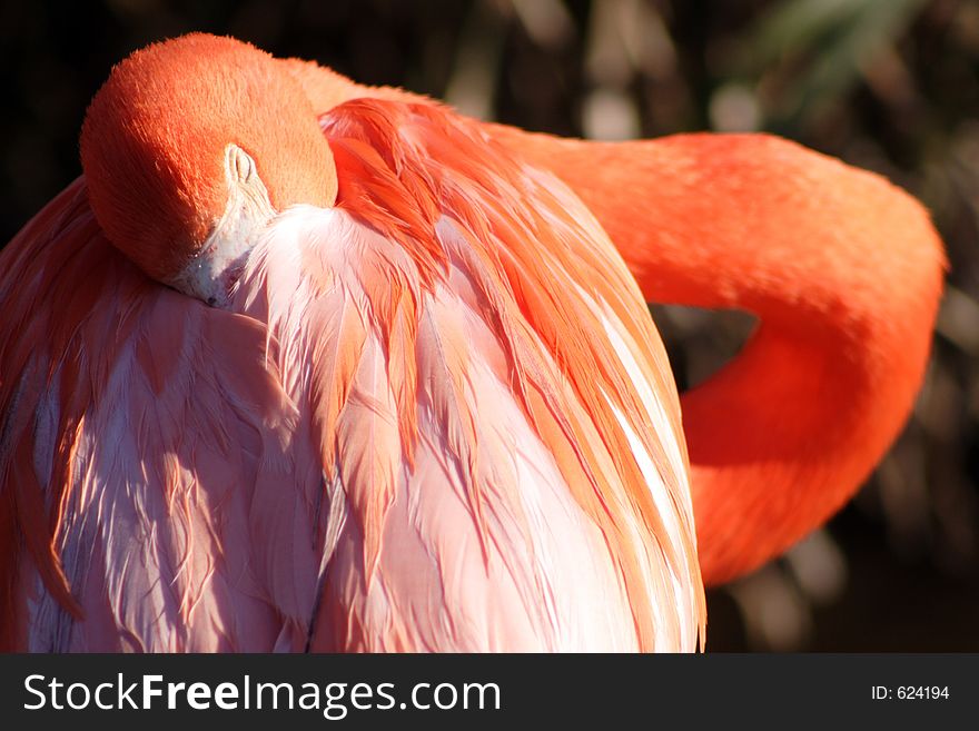 Pink flamingo, florida