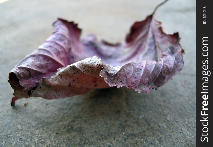 Detail of a dried autumn leaf. Detail of a dried autumn leaf