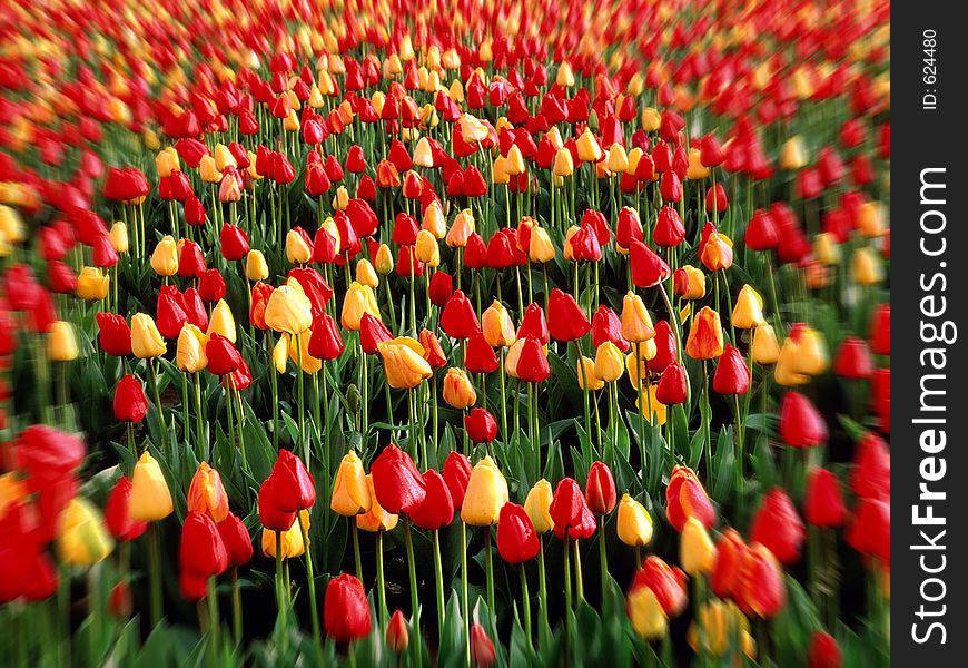 Thousand of flower in red and yellow