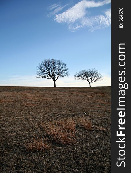 Trees in the Meadow, focus on meadows in the foreground with background trees in soft focus. Trees in the Meadow, focus on meadows in the foreground with background trees in soft focus