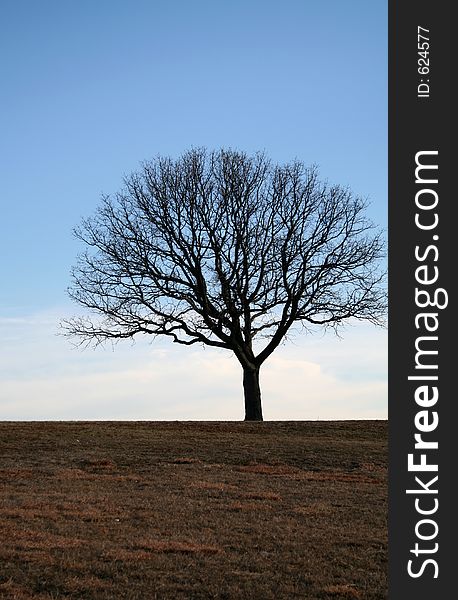 Lonely Tree in the Meadow