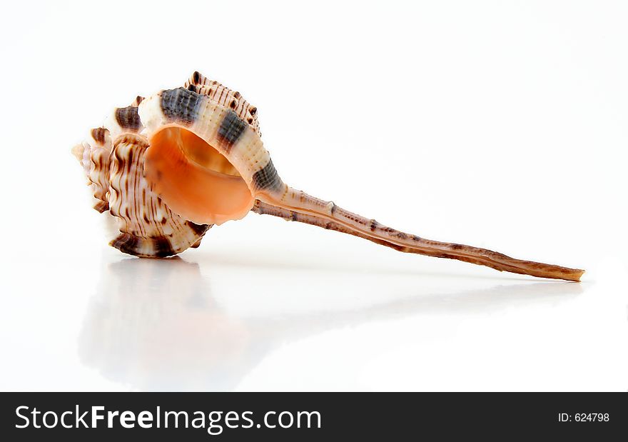 Exotic seashell on a white background with embedded clipping path.