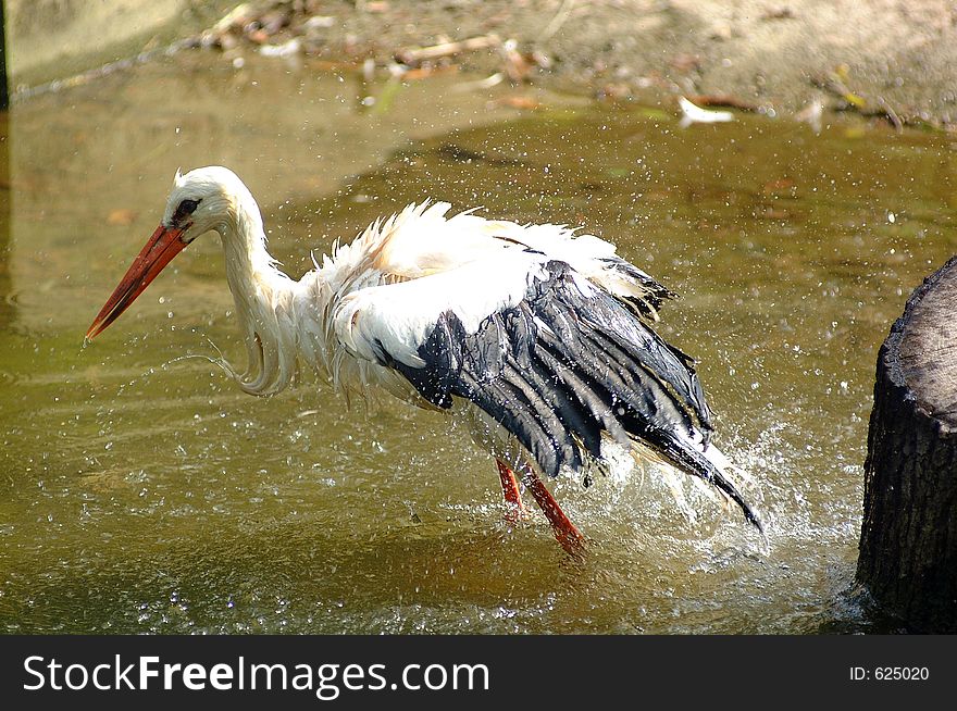Stork Splash