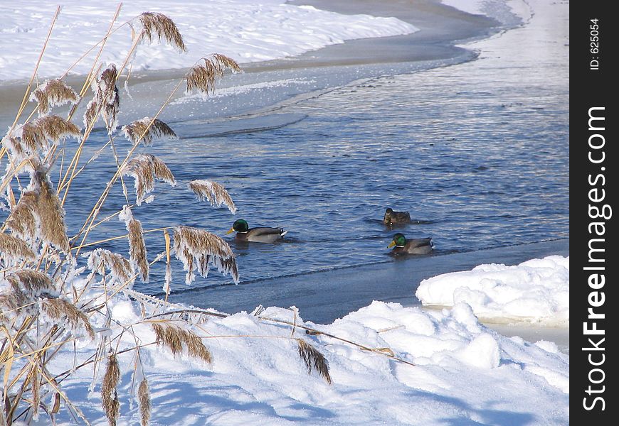 Duck on the river. Duck on the river