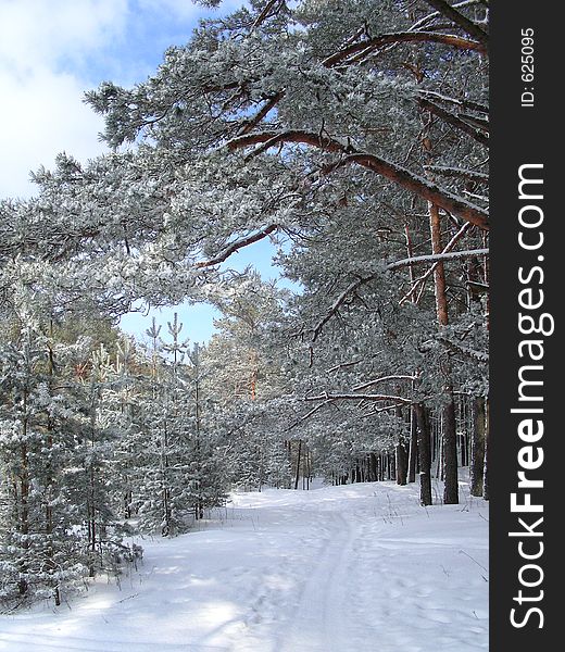 Forest in winter