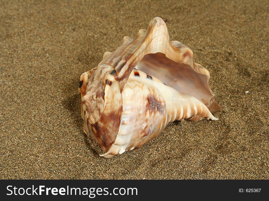 Seashell in the sand