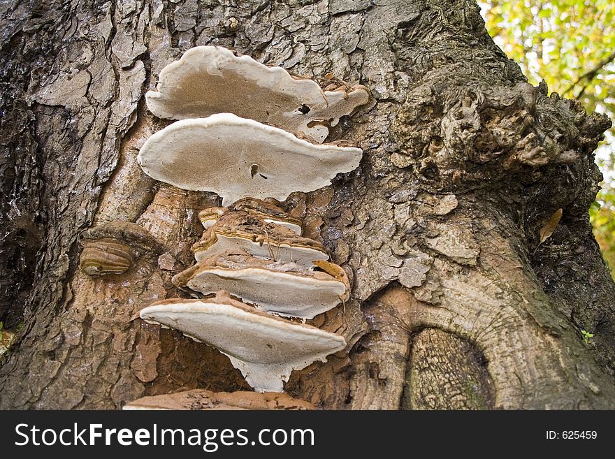 Fungus Mushroom tree