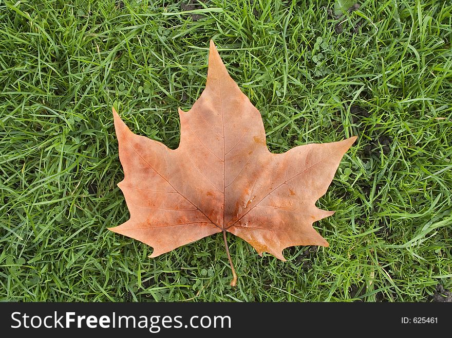 Leaf on grass