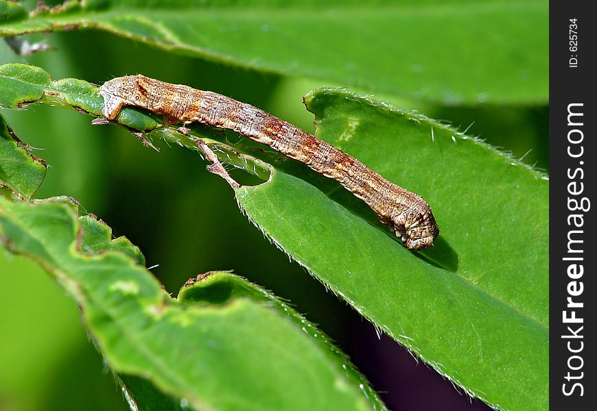 Caterpillar of the butterfly of family Geometridae.