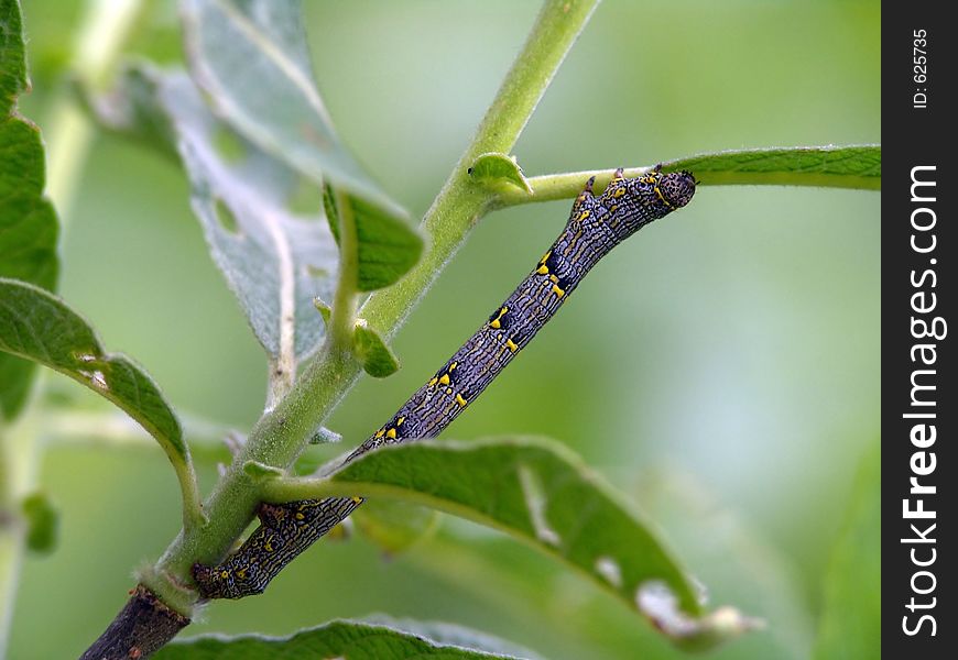 Caterpillar of butterfly Lycia hirtaria.