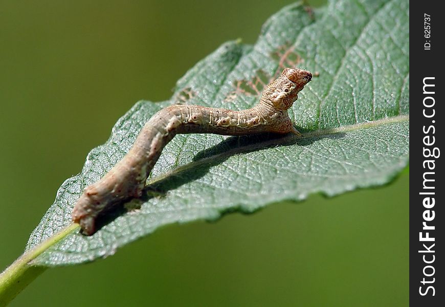 Caterpillar Of The Butterfly Of Family Geometridae.