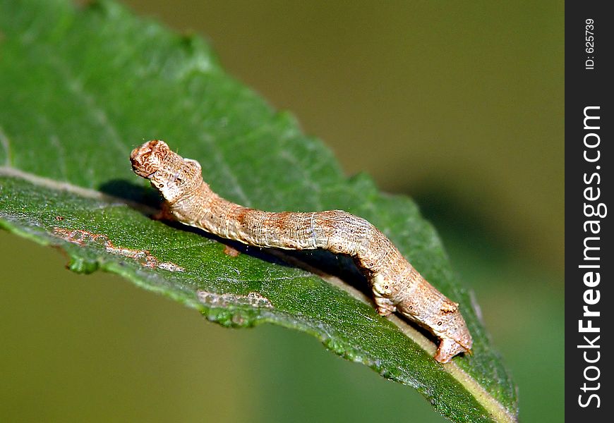 A caterpillar of family Geometridae on a willow. Has length of a body nearby 25??. The photo is made in Moscow areas (Russia). Original date/time: 2003:09:02 14:53:40. A caterpillar of family Geometridae on a willow. Has length of a body nearby 25??. The photo is made in Moscow areas (Russia). Original date/time: 2003:09:02 14:53:40.