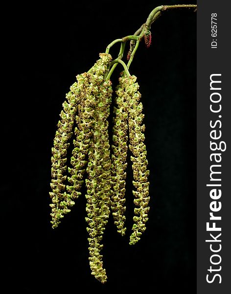 Hazel catkins against a black background.