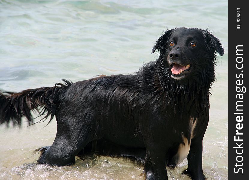A sheepdog plays in the sea. A sheepdog plays in the sea
