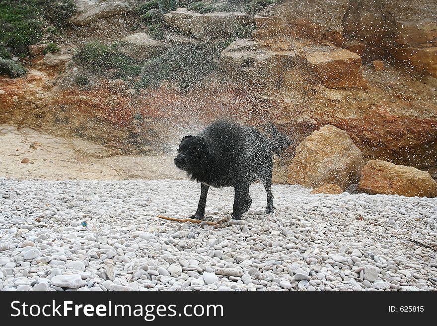 A sheepdog dries off after playing in the sea. A sheepdog dries off after playing in the sea