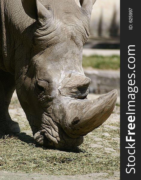 Rhino eating at the zoo