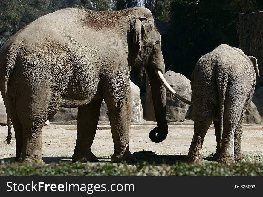 African Elephants