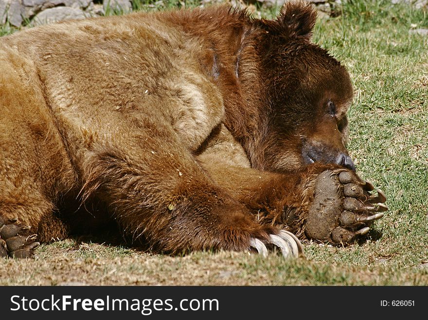 Sleeping grizzly bear at the zoo