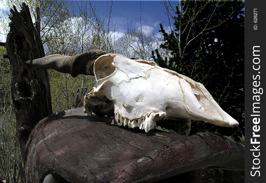 Ram skull