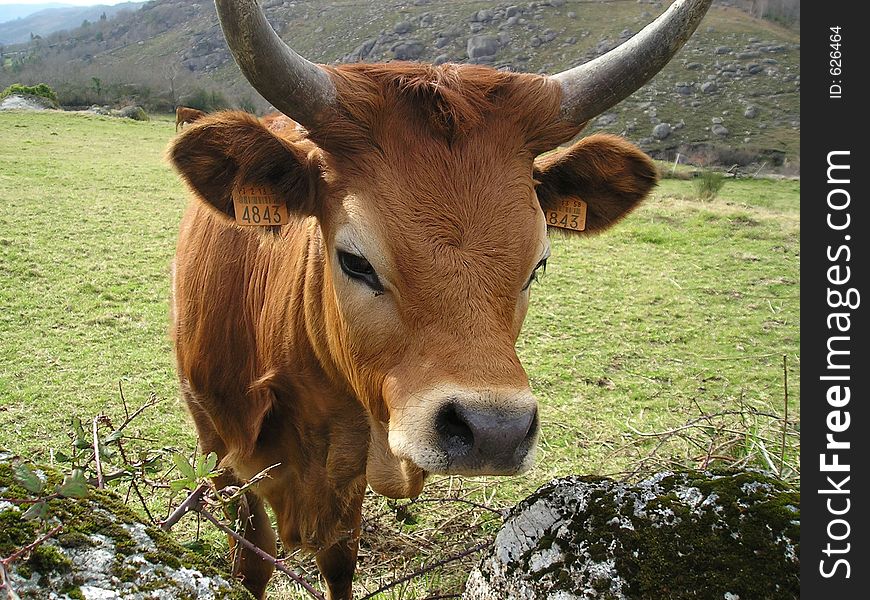 Nice cow portrait