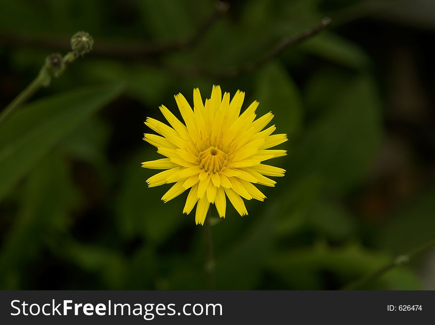 Details of a country flower. Details of a country flower