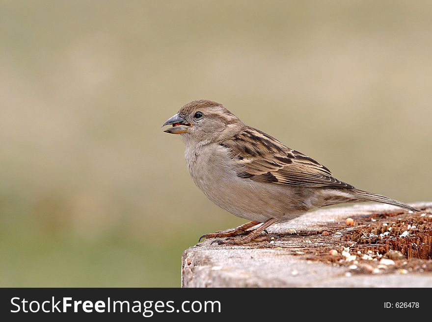 Portrait of hungry sparrow eating at feeder