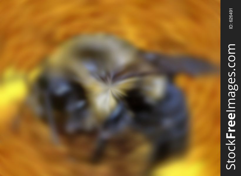 FILE ID: 615371 complete revised image as abstract impressionist honey bee in motion blur for resubmit of honey bee in motion pollinating