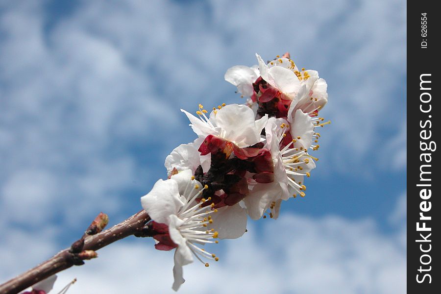 Apple Tree Blossom Against The Sky