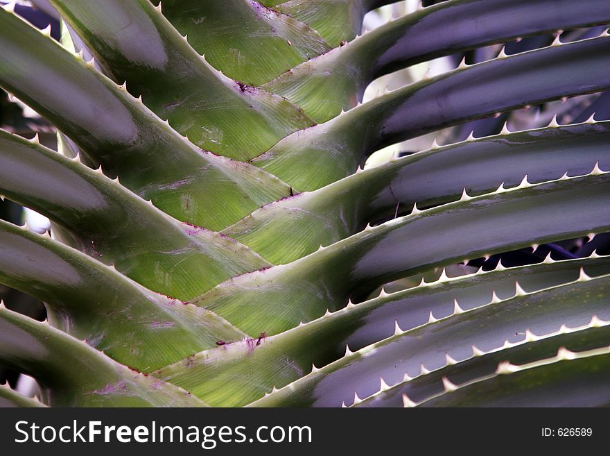 Detail of the stem and fanned leaves of a large barbed plant. Detail of the stem and fanned leaves of a large barbed plant