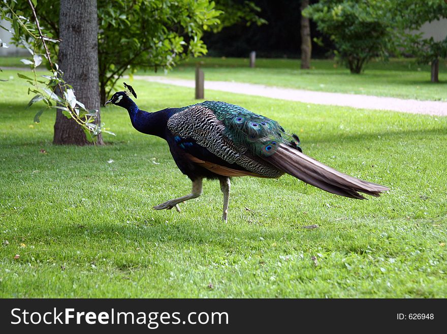 Walking peacock, Germany. Walking peacock, Germany