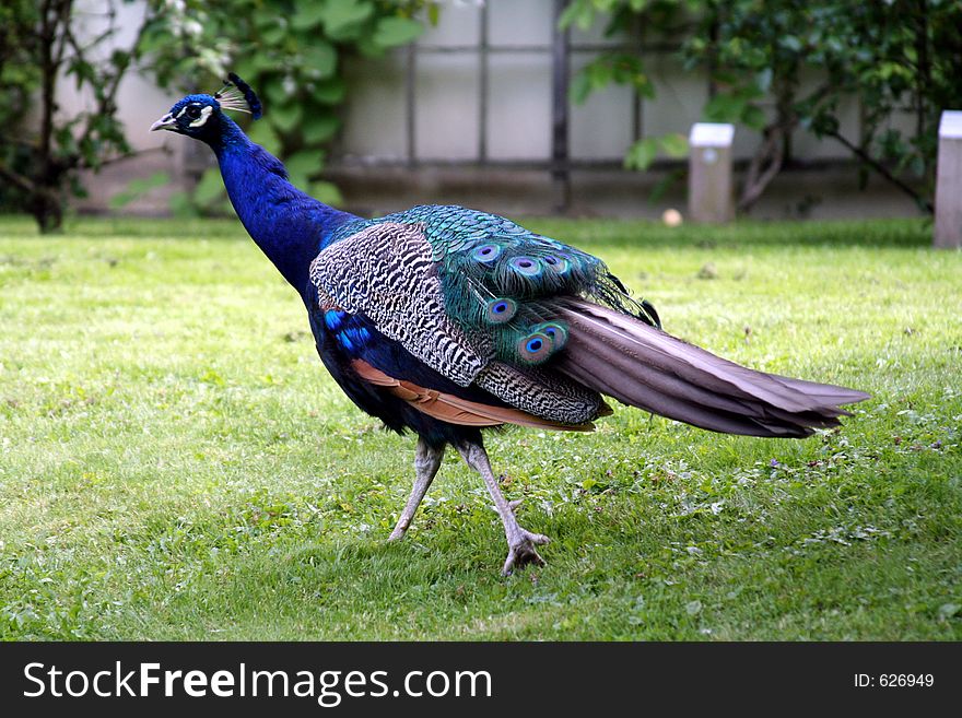 Walking peacock, Germany. Walking peacock, Germany