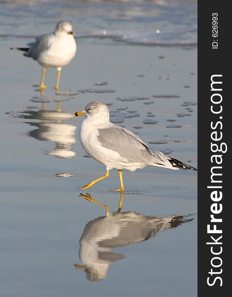 Gull Reflection