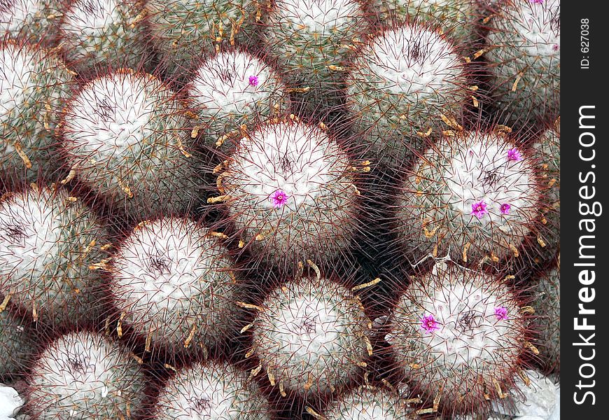 Many small cactusÂ´s near each other. Many small cactusÂ´s near each other