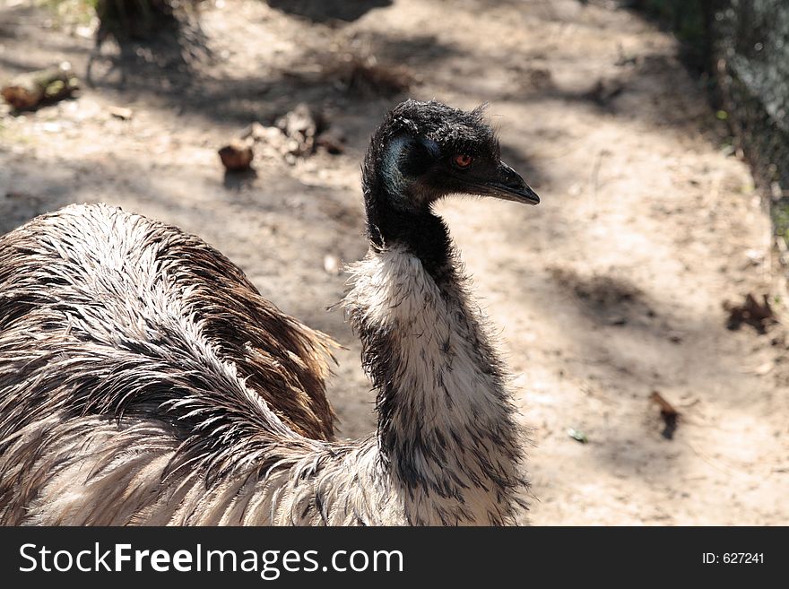 An african emu seeming to be thinking deeply!. An african emu seeming to be thinking deeply!