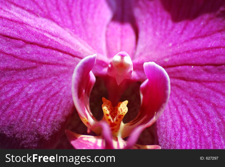 Closeup of the center of a purple orchid.