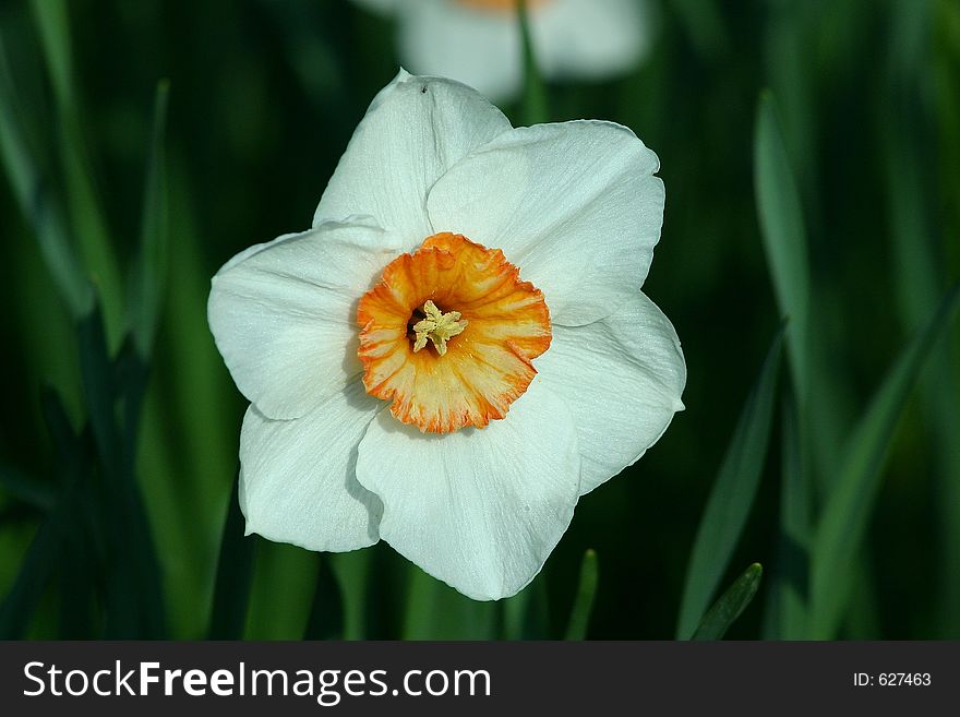 White orange daffodil