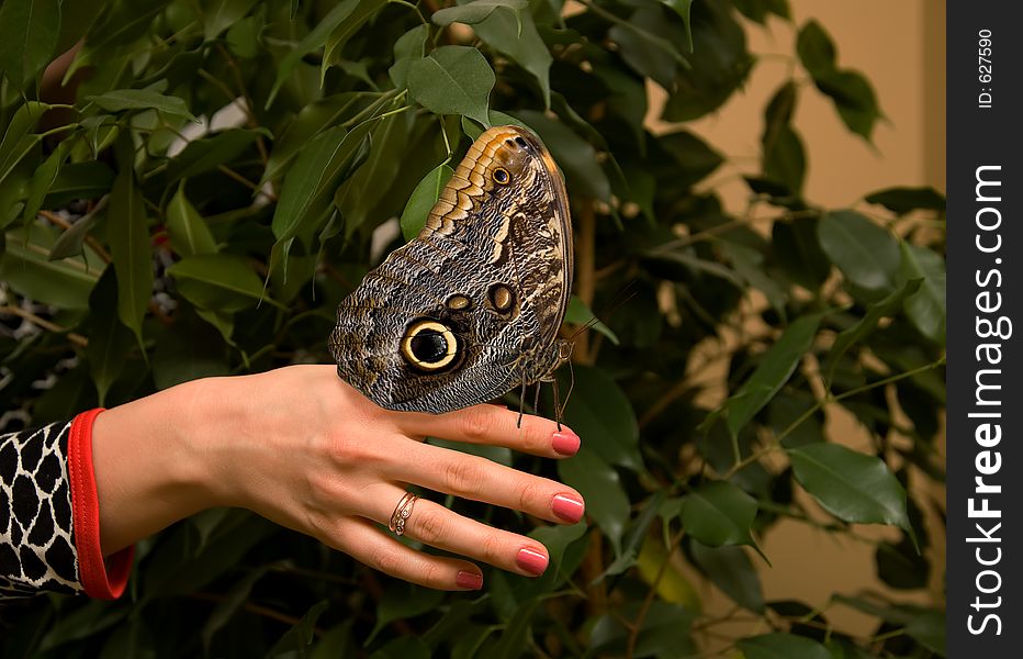 woman hand and butterfly. woman hand and butterfly.