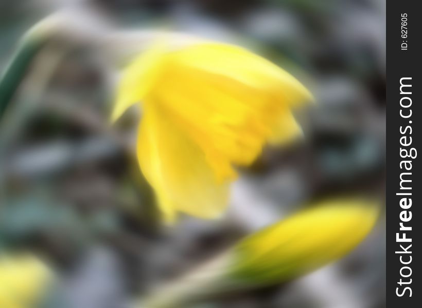 Soft focus impressionist rendering of jonquil this shot originally shot in camera soft focus, more added to give impressionist or modern abstract art effect effect. Soft focus impressionist rendering of jonquil this shot originally shot in camera soft focus, more added to give impressionist or modern abstract art effect effect