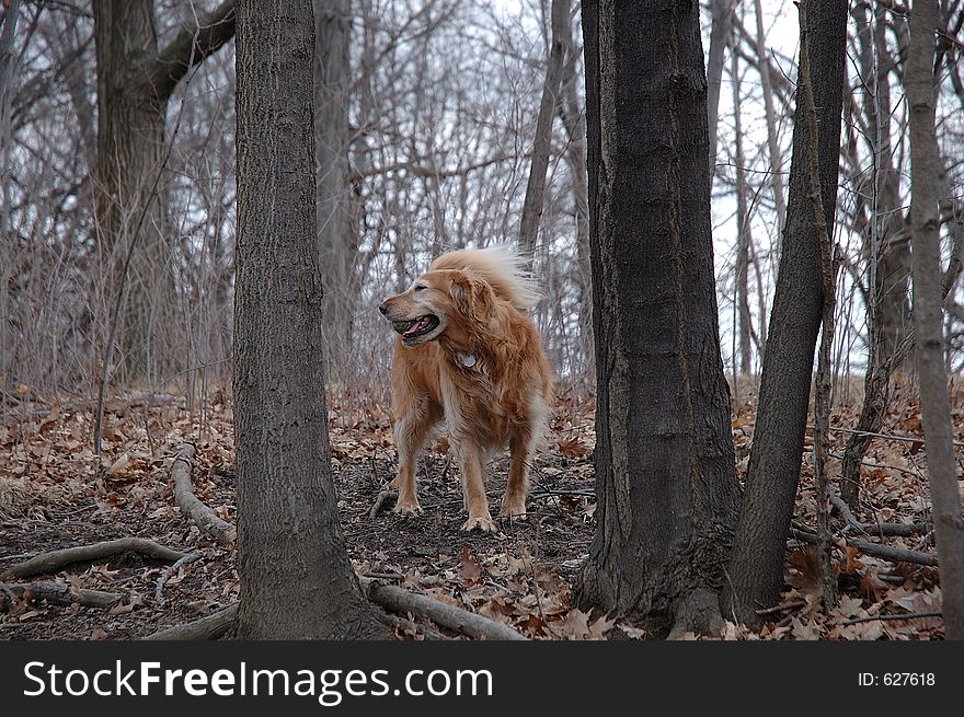 A golden retriever plays in the forest