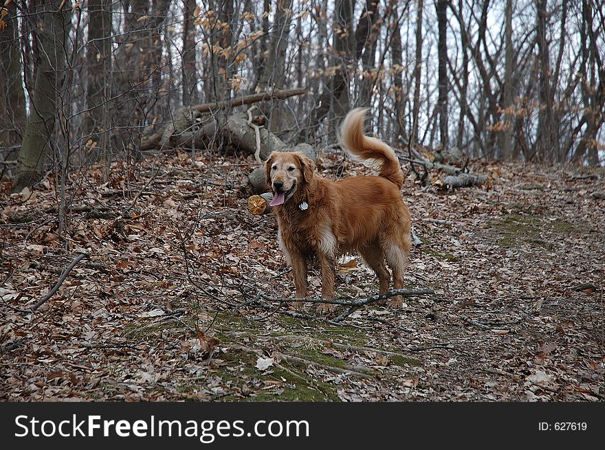 A golden retriever plays in a forest